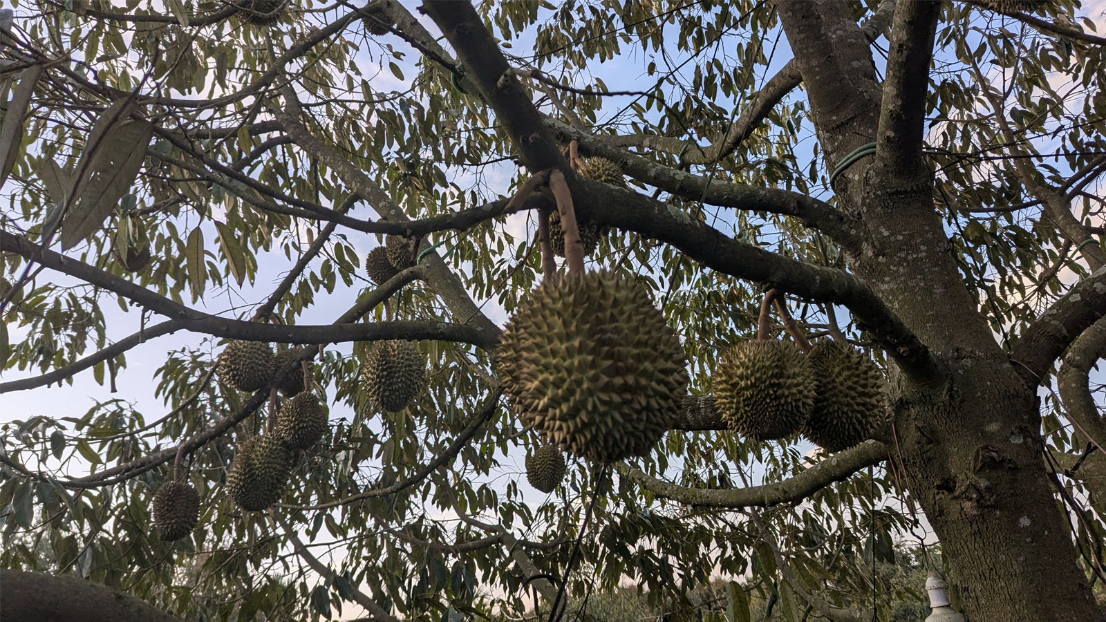 Nông sản sạch